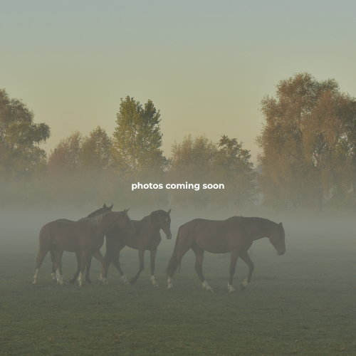 MCS Stables