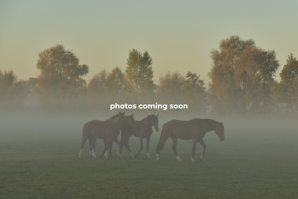 Split Elm Equestrian