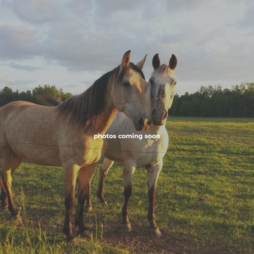 Boony Bash Equine RV Park