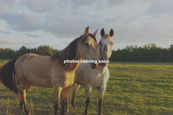 Coldwater Lake Stable