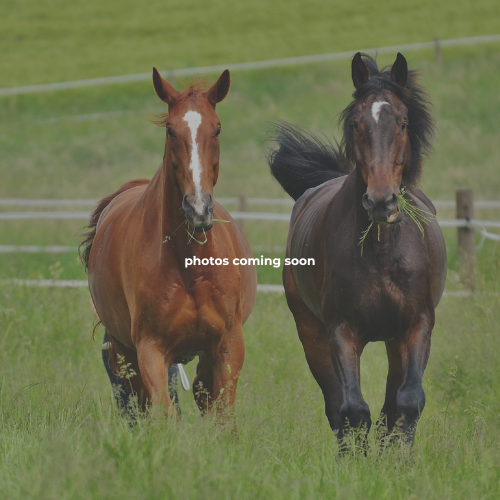 Backbone Ridge Stables