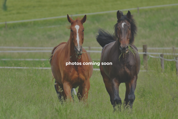 Central Florida Mounted Archery