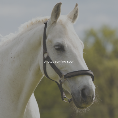 Alaska Horsemen Trail Adventures