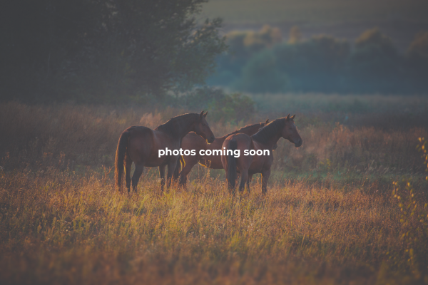 Old Family Farm Trail Rides