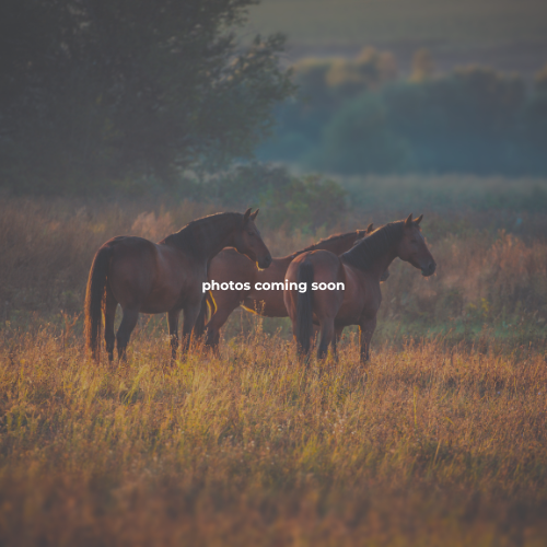 Almost Heaven Stables
