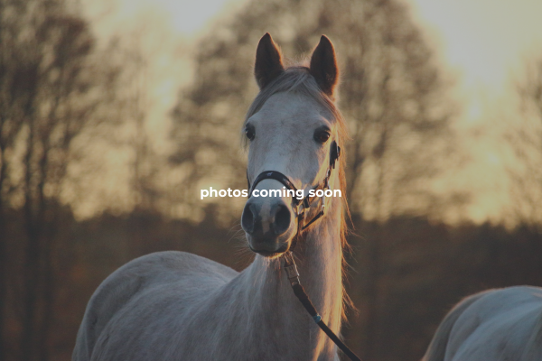 Colonel Herrmann's Royal Lipizzan Ranch