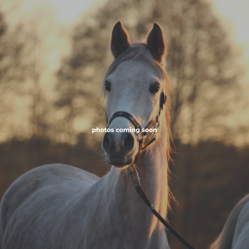 Golden Horse Training Center