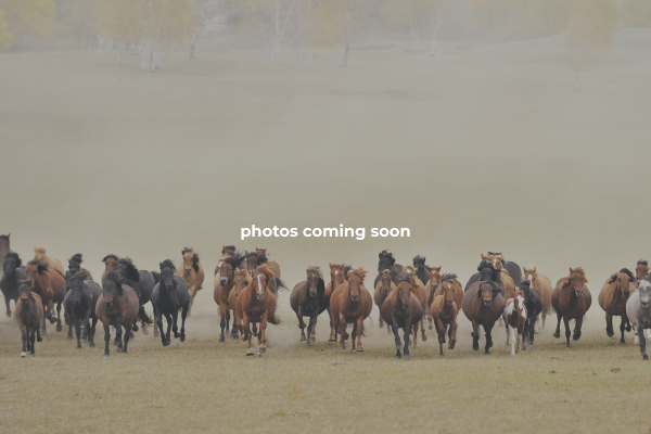 Beaver Creek Stables