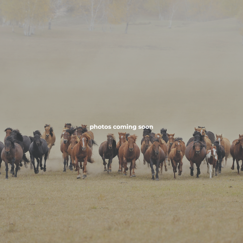 County Line Equestrian Center