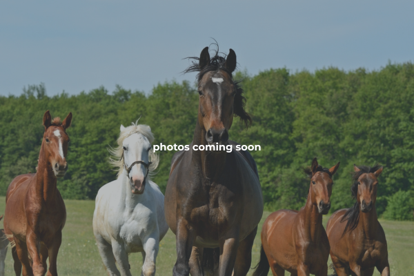 Cindy's Riding Stable