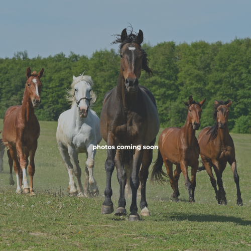 3X Livestock