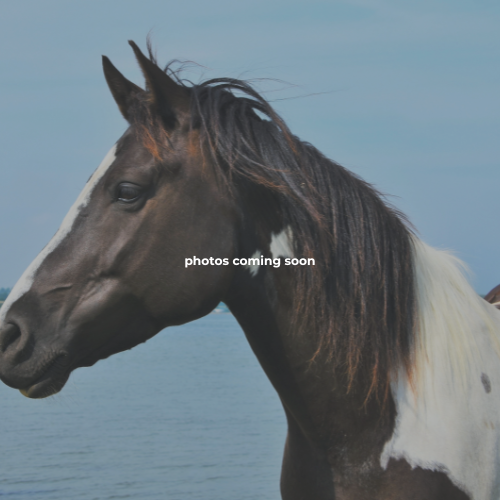 Fair Haven Equine & Events