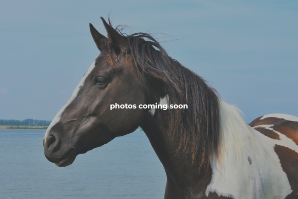 Amelia Island Horseback Riding