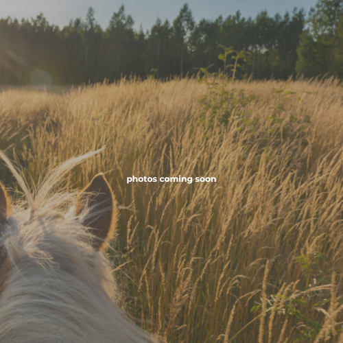 Blackjack Lane Equestrian