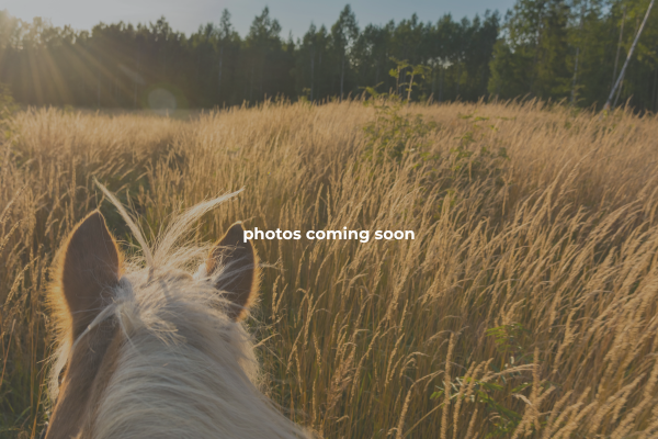 Adopt-A-Horse Horseback Riding