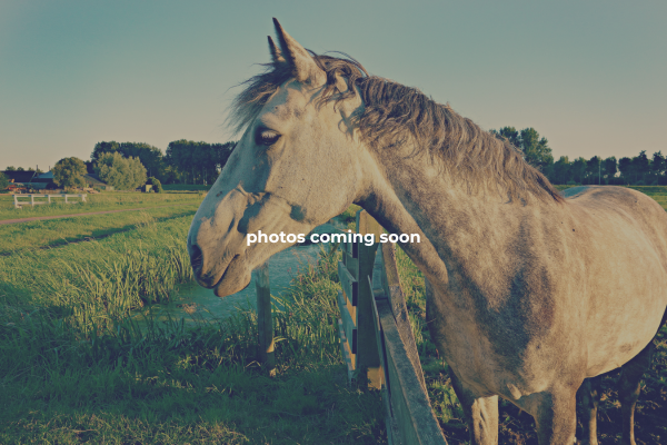 4D Quarter Horses