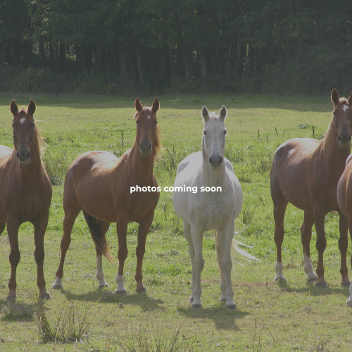 Horse Lick Creek Equestrian Retreat
