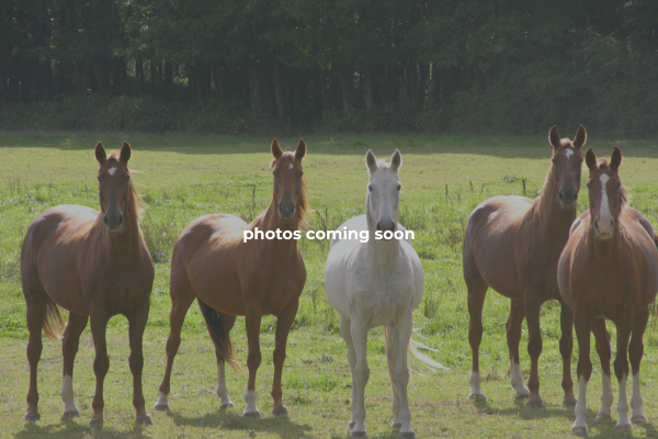 Forest Trails Stables