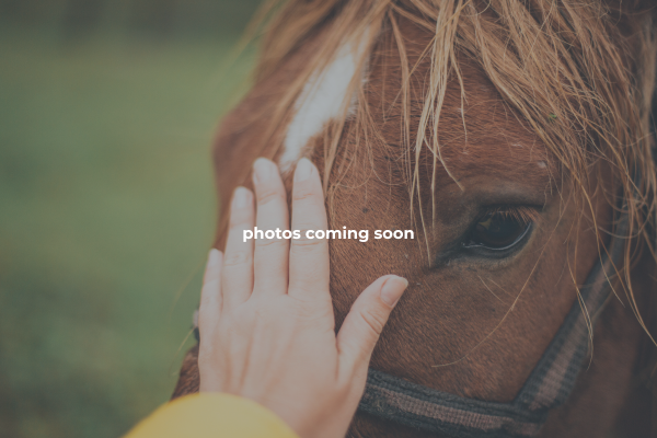Griffin Cattle & Equine
