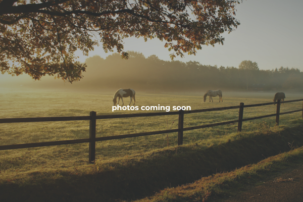 Tombstone Equine