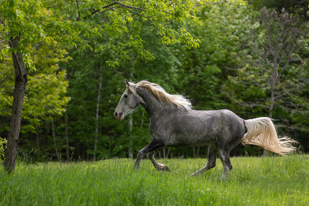 
                      
                        Whispering Woods Stables, LLC
                      
                    