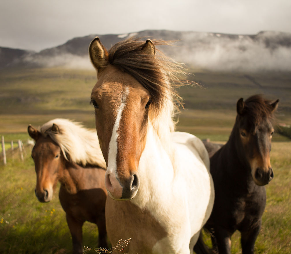 Silver Creek Ranch