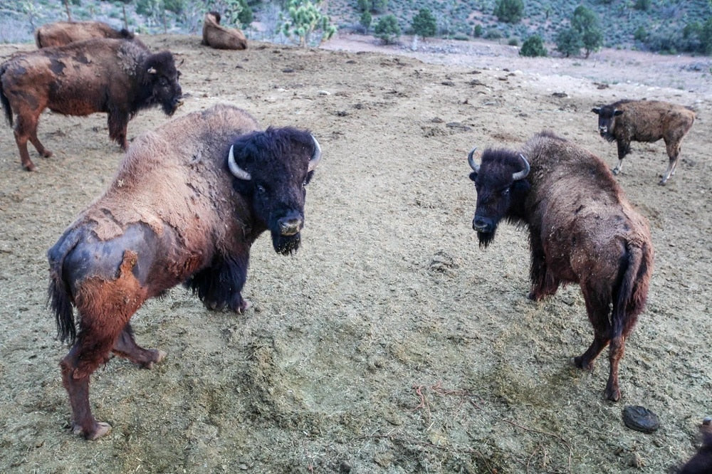 
                      
                        Desert Wonders Tour: Horseback Ride thru Joshua Tree Forest with Buffalo & Lunch
                      
                    