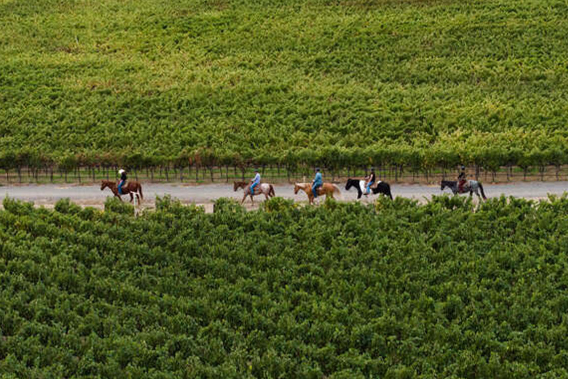 Napa Valley Trail Rides