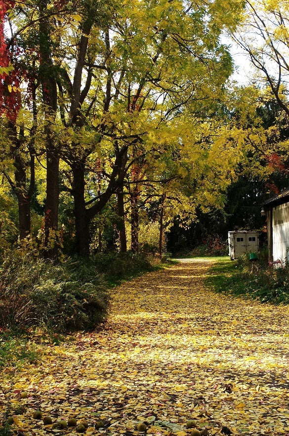 Evergreen Stables Equestrian Center