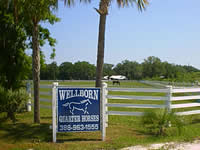 
                      
                        Wellborn Quarter Horses
                      
                    