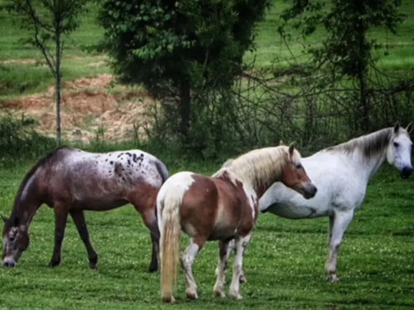 The Stables at Cedars of Lebanon