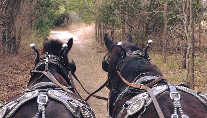 
                      
                        Eagle Eye Ranch Carriage Company
                      
                    