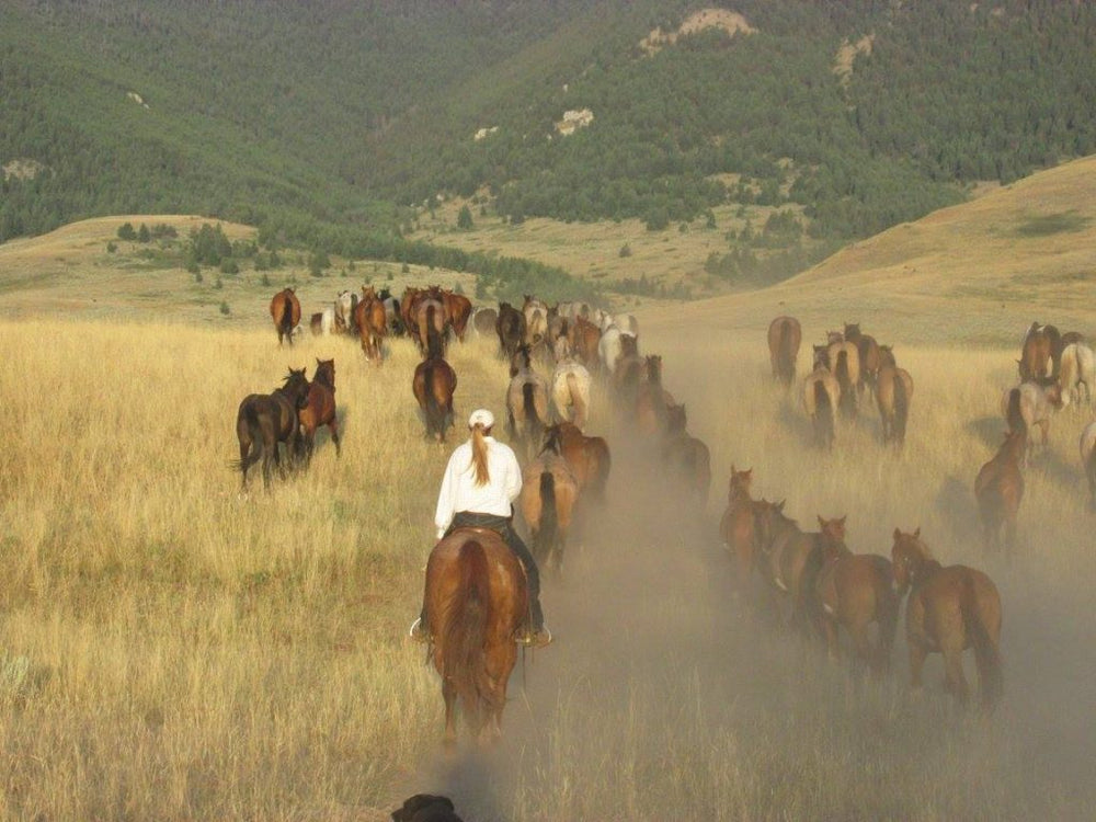 TX Ranch Barn Stables