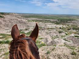 Los Burros Campground - Horse Camping