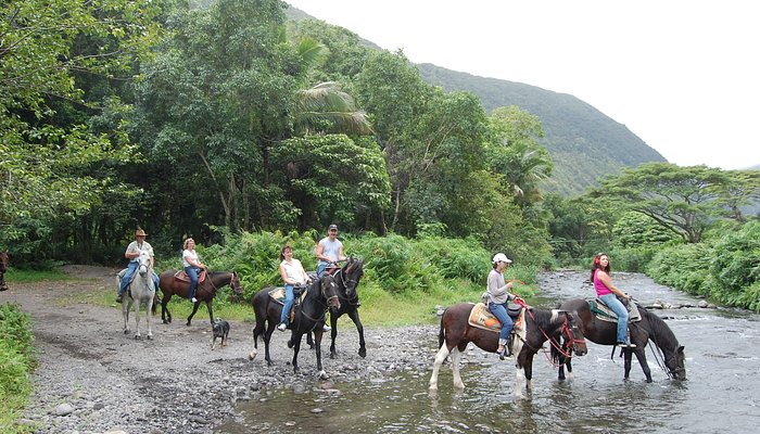 
                      
                        Wailea Horseback Adventure
                      
                    
