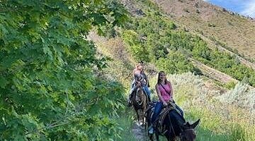 
                      
                        Lava Horseback Adventures Llc
                      
                    