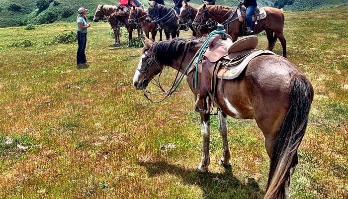
                      
                        Horse N Around Trail Rides
                      
                    