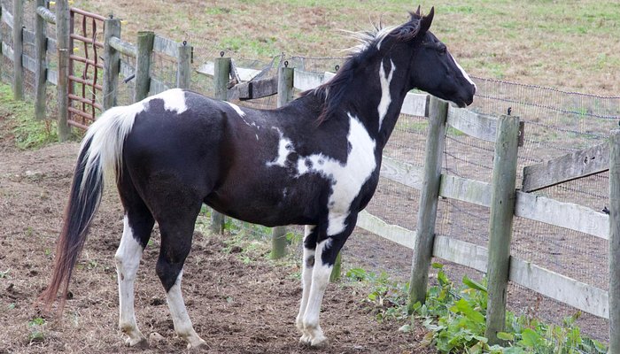 
                      
                        Painted Horse Ranch
                      
                    