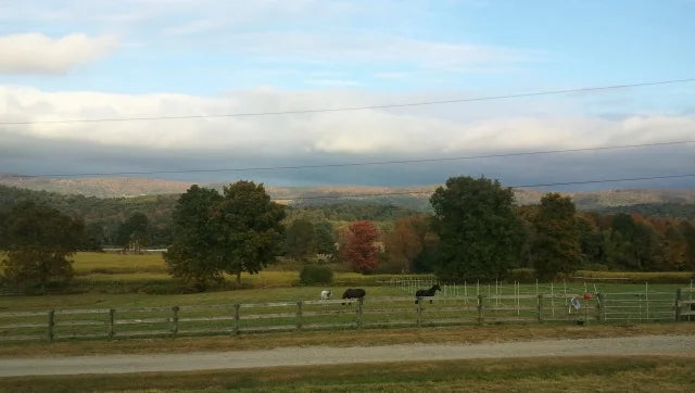 BridleWood Dressage