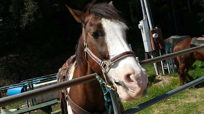 
                      
                        Mt Madonna Stables
                      
                    
