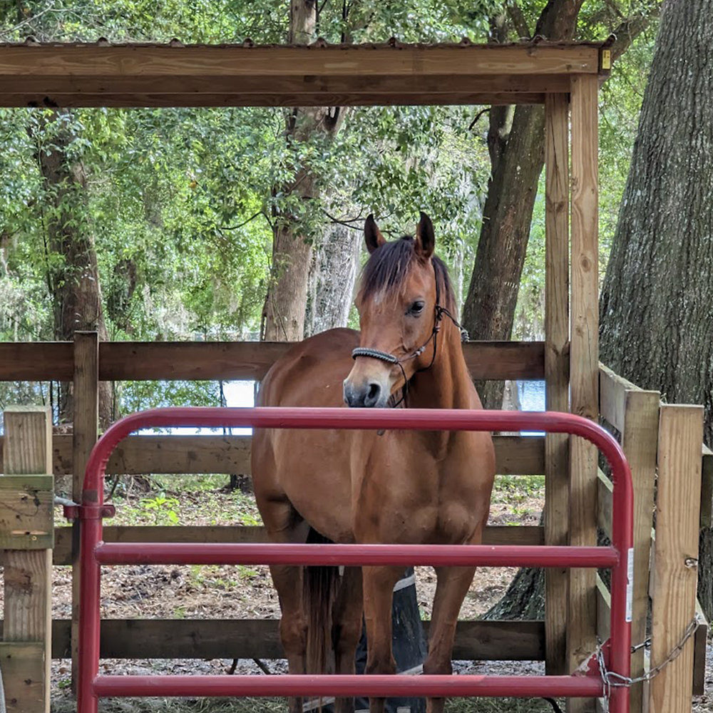 
                      
                        Seminole Wind Ranch - Seminole state forest
                      
                    