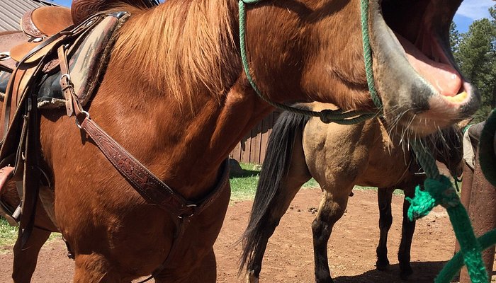 Pinetop Lakes Activity Center & Stables