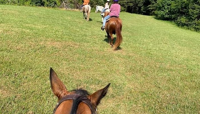 Royal Horseshoe Farm