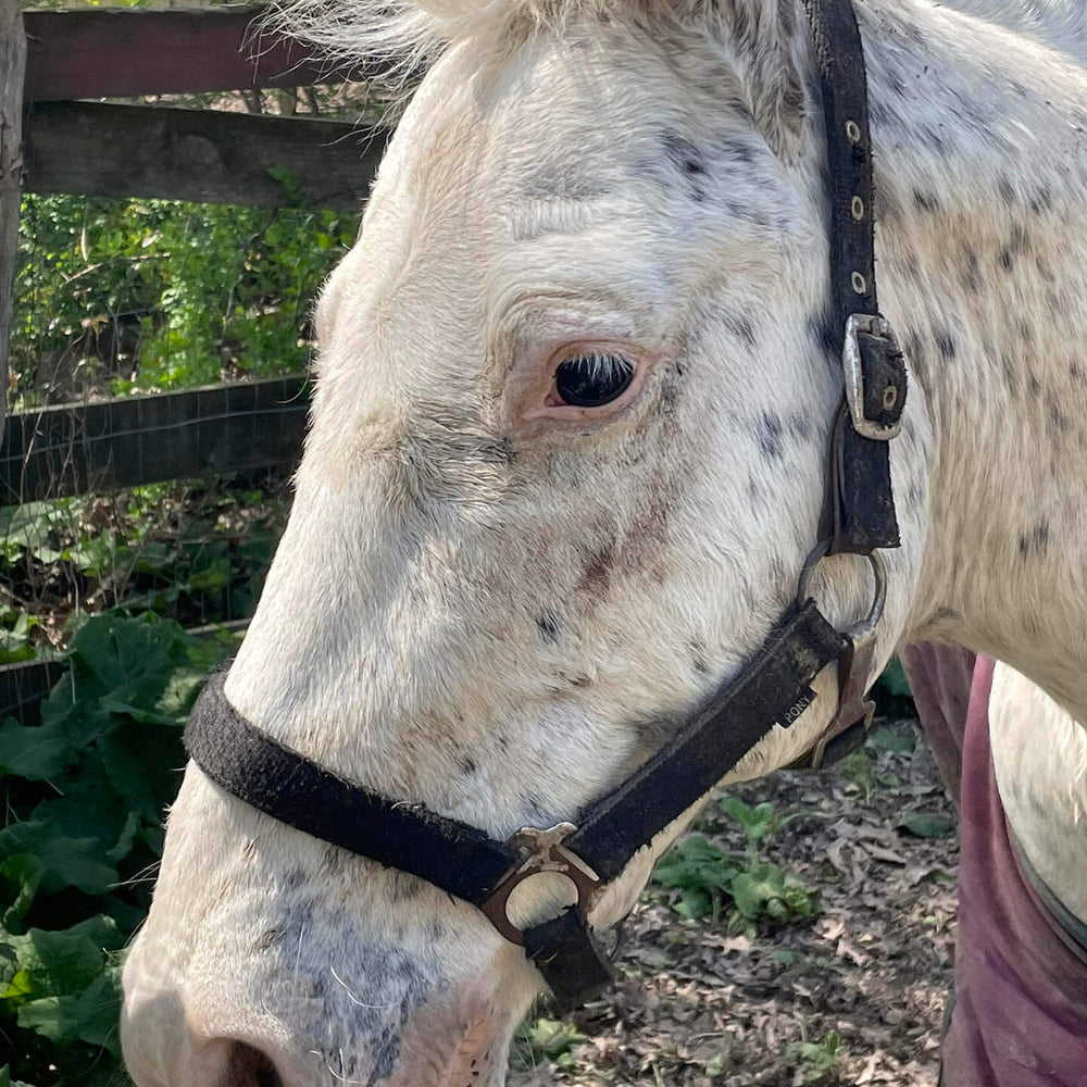 My Saddle Brook Farm
