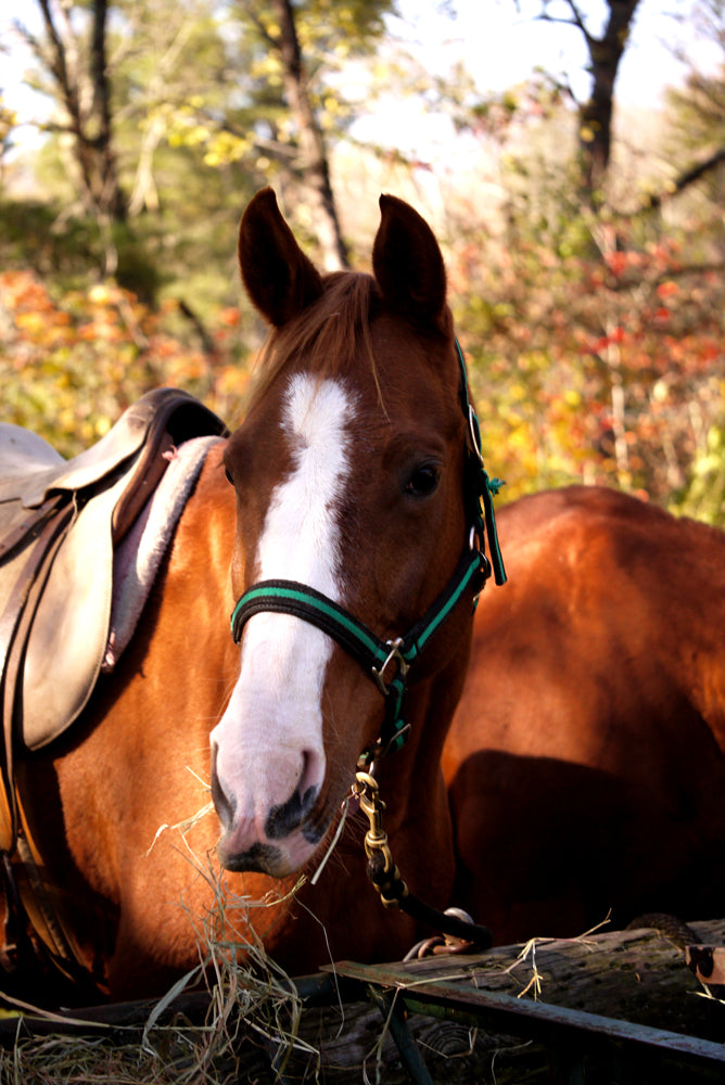 Trail Rides in Vermont