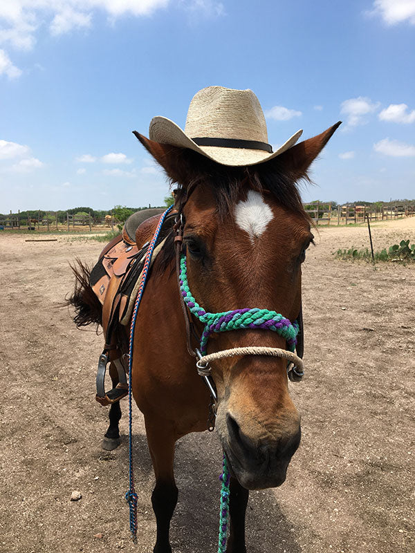 
                      
                        Bit & Bridle Stables
                      
                    