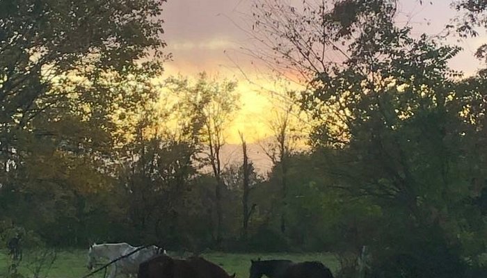 Juckas Riding Stables