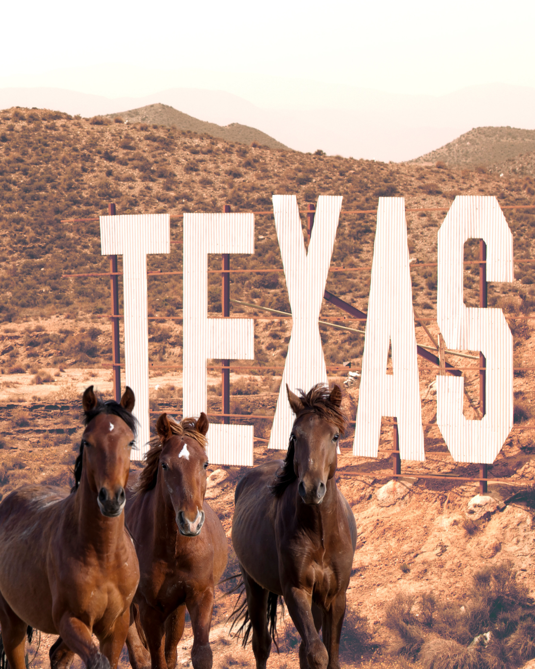 Horse travel and hose hotels in texast