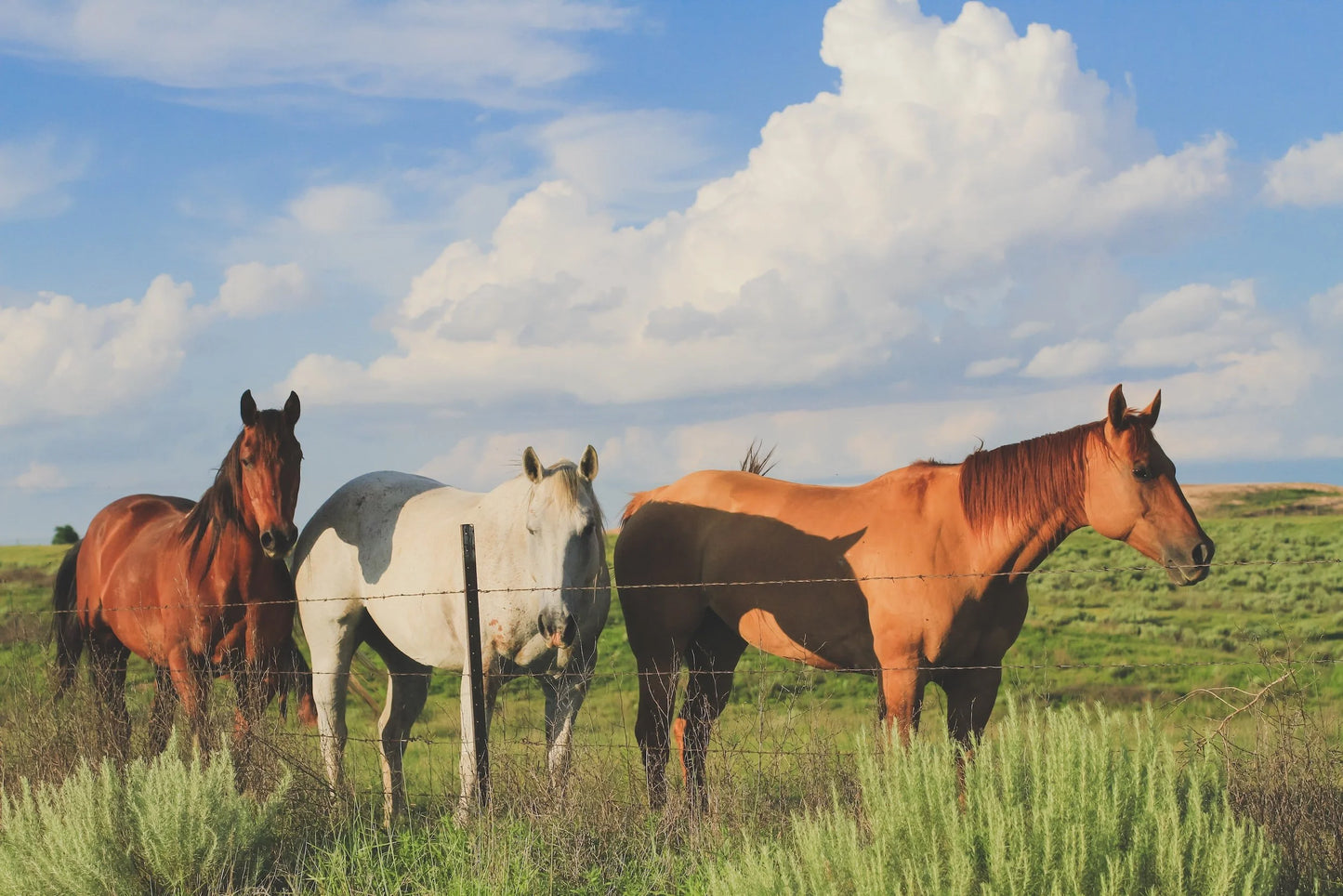 Western Skies RV and Equine Park