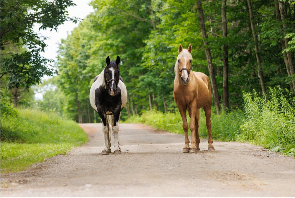Whispering Woods Stables, LLC